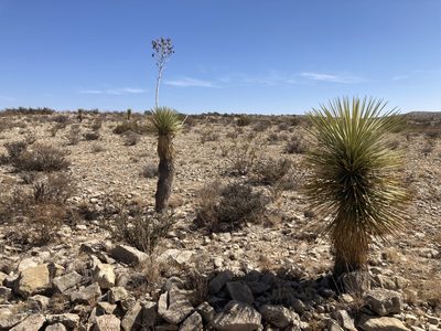 Yucca thompsoniana, photographed by Annie Evankow