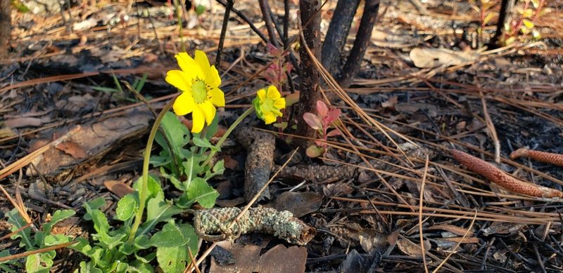 Berlandiera subacaulis, photographed by Jeanene Arrington-Fisher