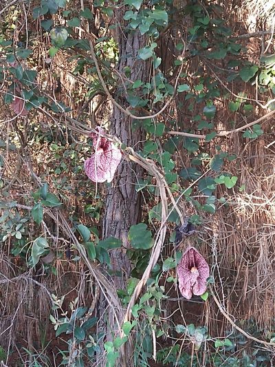 Aristolochia gigantea, photographed by Leonardo Bergamini