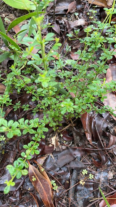 Zieria minutiflora, photographed by Mike Youdale