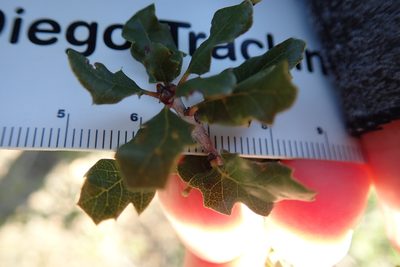 Quercus dumosa, photographed by Millie Basden