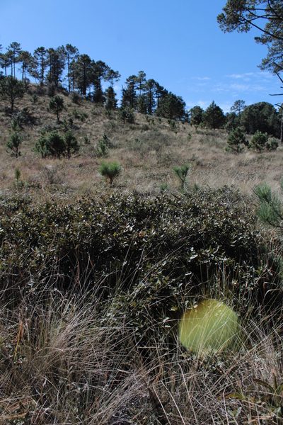 Quercus striatula, photographed by Arturo Castro Castro