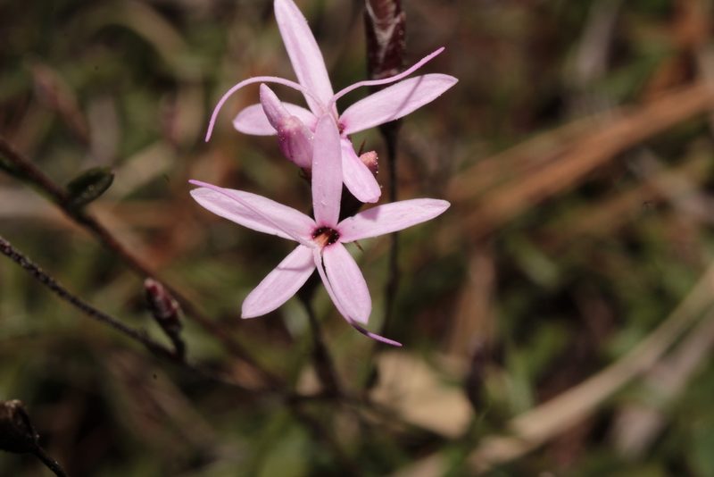 Carphochaete wislizeni, photographed by Arturo Castro Castro