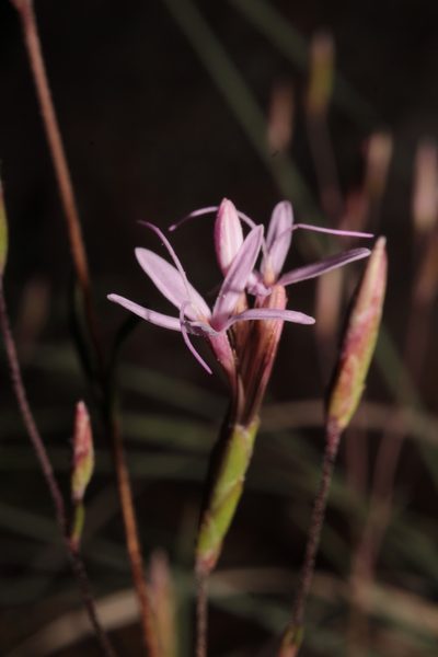 Carphochaete wislizeni, photographed by Arturo Castro Castro