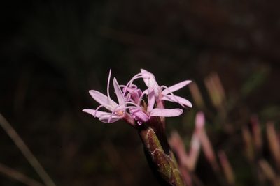 Carphochaete wislizeni, photographed by Arturo Castro Castro