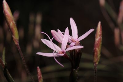 Carphochaete wislizeni, photographed by Arturo Castro Castro