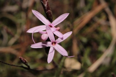Carphochaete wislizeni, photographed by Arturo Castro Castro