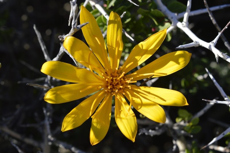 Mutisia retrorsa, photographed by E Santos Ortega