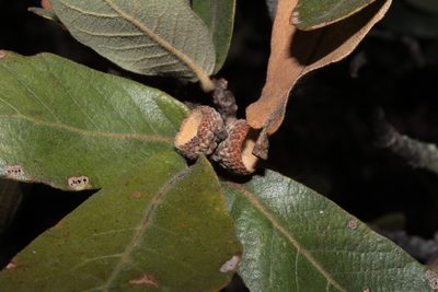 Quercus convallata, photographed by Arturo Castro Castro