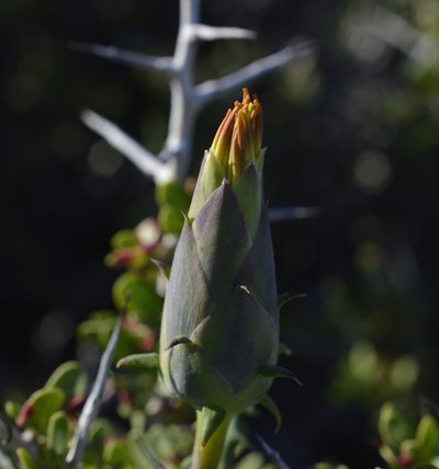 Mutisia retrorsa, photographed by E Santos Ortega