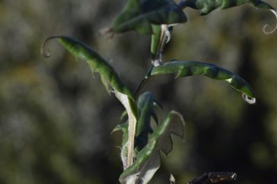 Mutisia retrorsa, photographed by E Santos Ortega