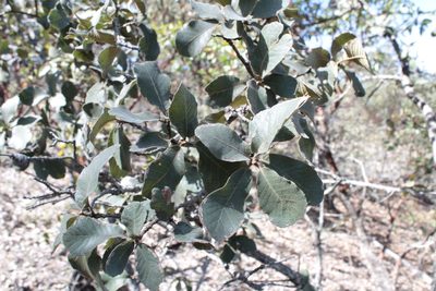 Quercus convallata, photographed by Arturo Castro Castro