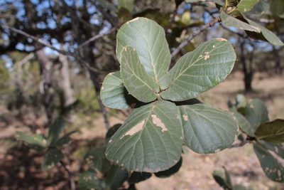 Quercus jonesii, photographed by Arturo Castro Castro