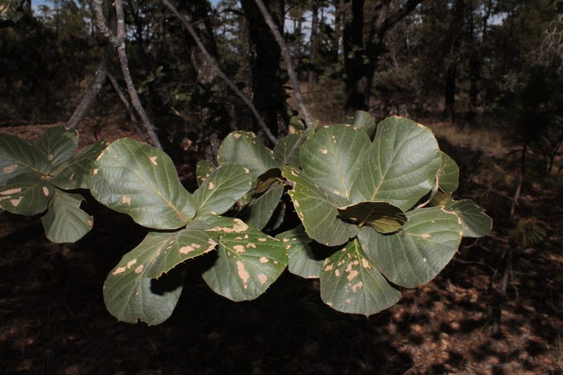 Quercus jonesii, photographed by Arturo Castro Castro