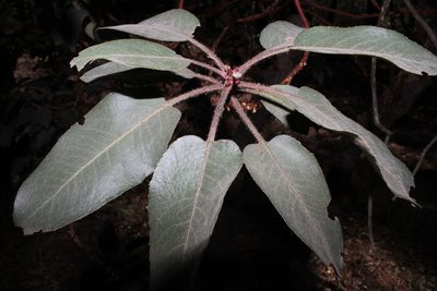 Arbutus bicolor, photographed by Arturo Castro Castro
