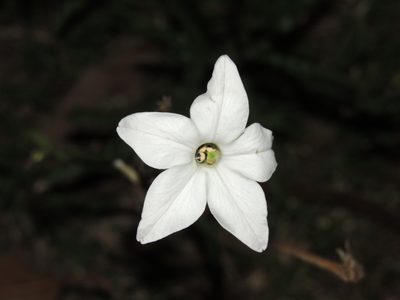 Nicotiana longiflora, photographed by William G. Borges