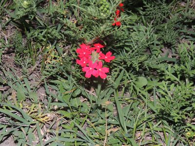 Verbena peruviana, photographed by William G. Borges