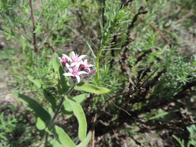 Oxypetalum solanoides, photographed by William G. Borges