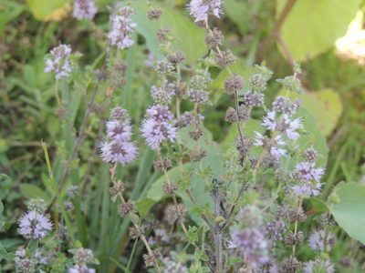 Mentha pulegium, photographed by William G. Borges