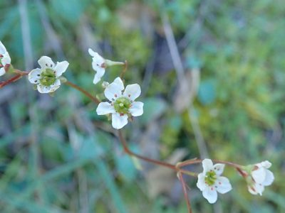Micranthes californica, photographed by joergmlpts