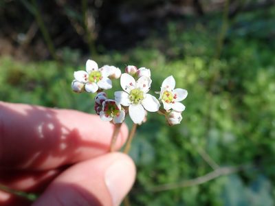 Micranthes californica, photographed by joergmlpts