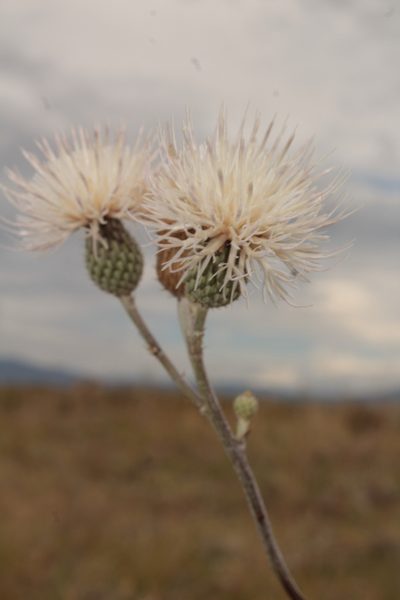 Cirsium coahuilense, photographed by Arturo Castro Castro