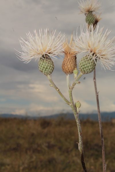 Cirsium coahuilense, photographed by Arturo Castro Castro