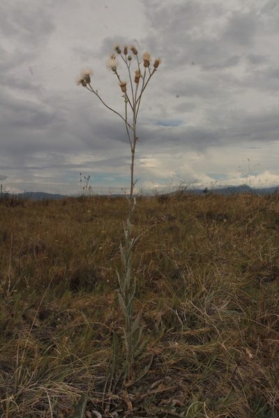 Cirsium coahuilense, photographed by Arturo Castro Castro
