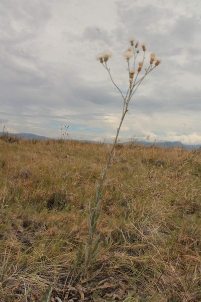 Cirsium coahuilense, photographed by Arturo Castro Castro