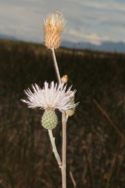 Cirsium coahuilense, photographed by Arturo Castro Castro