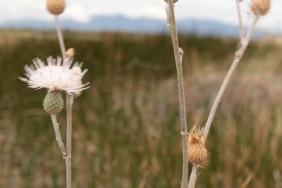 Cirsium coahuilense, photographed by Arturo Castro Castro
