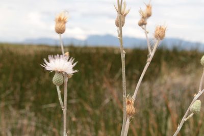 Cirsium coahuilense, photographed by Arturo Castro Castro