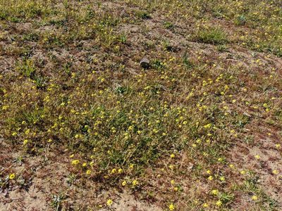 Blennosperma nanum, photographed by joergmlpts