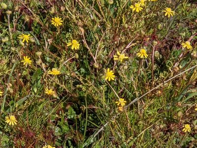 Blennosperma nanum, photographed by joergmlpts