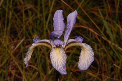 Iris prismatica, photographed by Brian Finzel