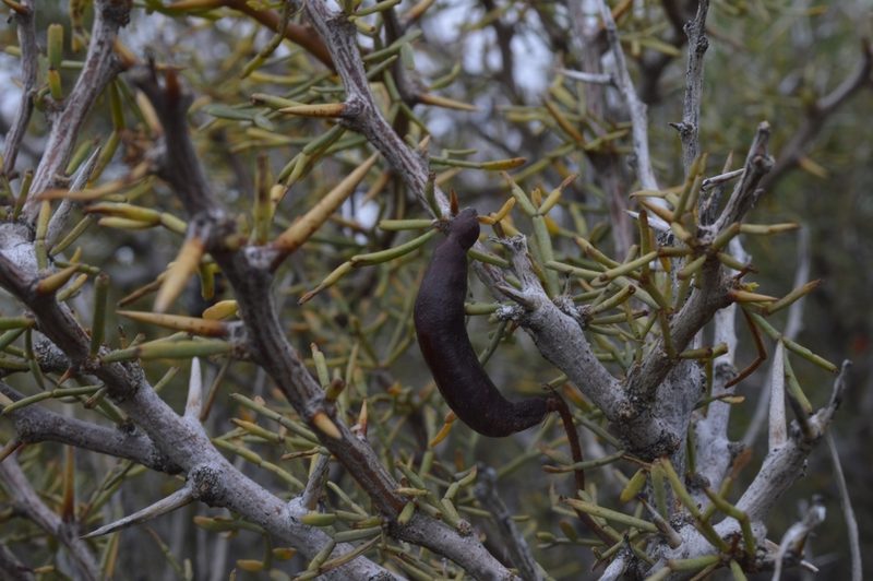 Neltuma denudans, photographed by E Santos Ortega