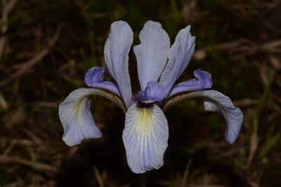 Iris prismatica, photographed by Brian Finzel