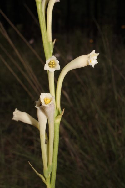 Agave neonelsonii, photographed by Arturo Castro Castro