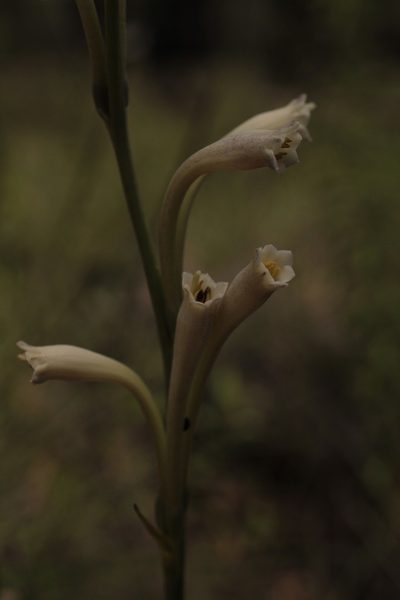 Agave neonelsonii, photographed by Arturo Castro Castro