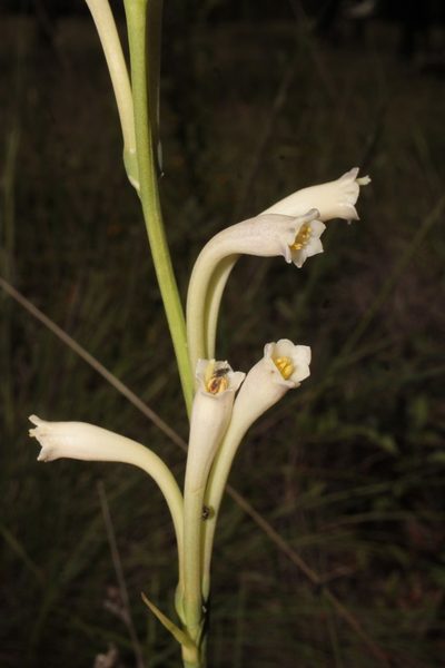 Agave neonelsonii, photographed by Arturo Castro Castro