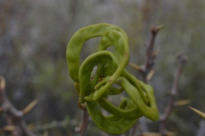 Neltuma denudans, photographed by E Santos Ortega