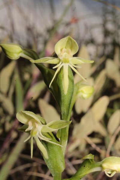 Habenaria castroi, photographed by Arturo Castro Castro