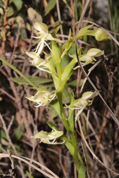 Habenaria castroi, photographed by Arturo Castro Castro