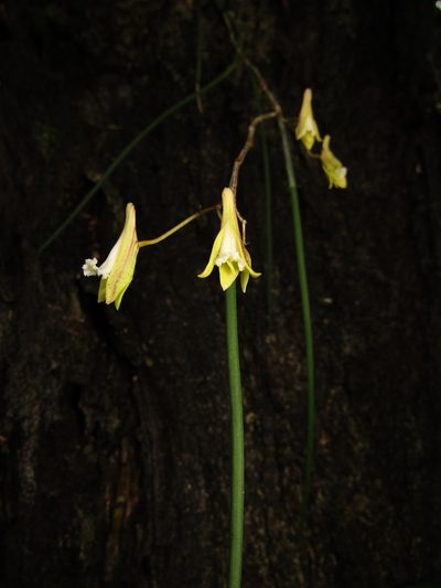 Dendrobium bowmanii, photographed by Samuel Frankel