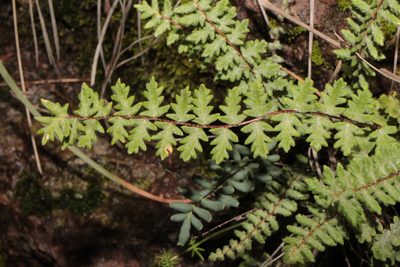 Myriopteris aurea, photographed by Arturo Castro Castro