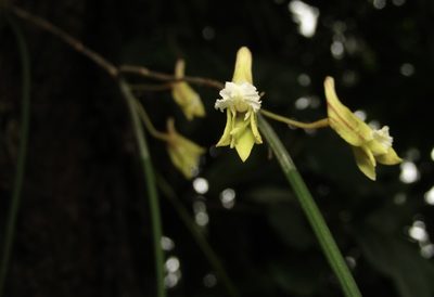 Dendrobium bowmanii, photographed by Samuel Frankel