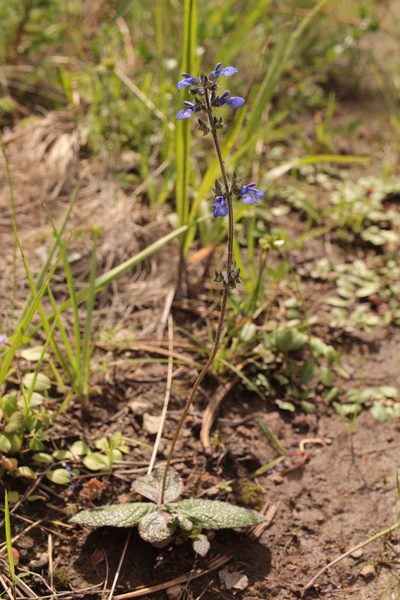 Salvia nana, photographed by Arturo Castro Castro