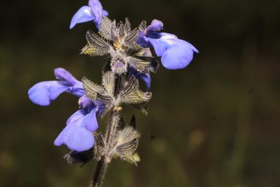 Salvia nana, photographed by Arturo Castro Castro