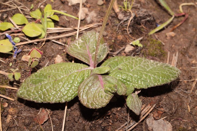 Salvia nana, photographed by Arturo Castro Castro