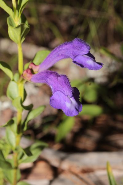 Scutellaria hispidula, photographed by Arturo Castro Castro